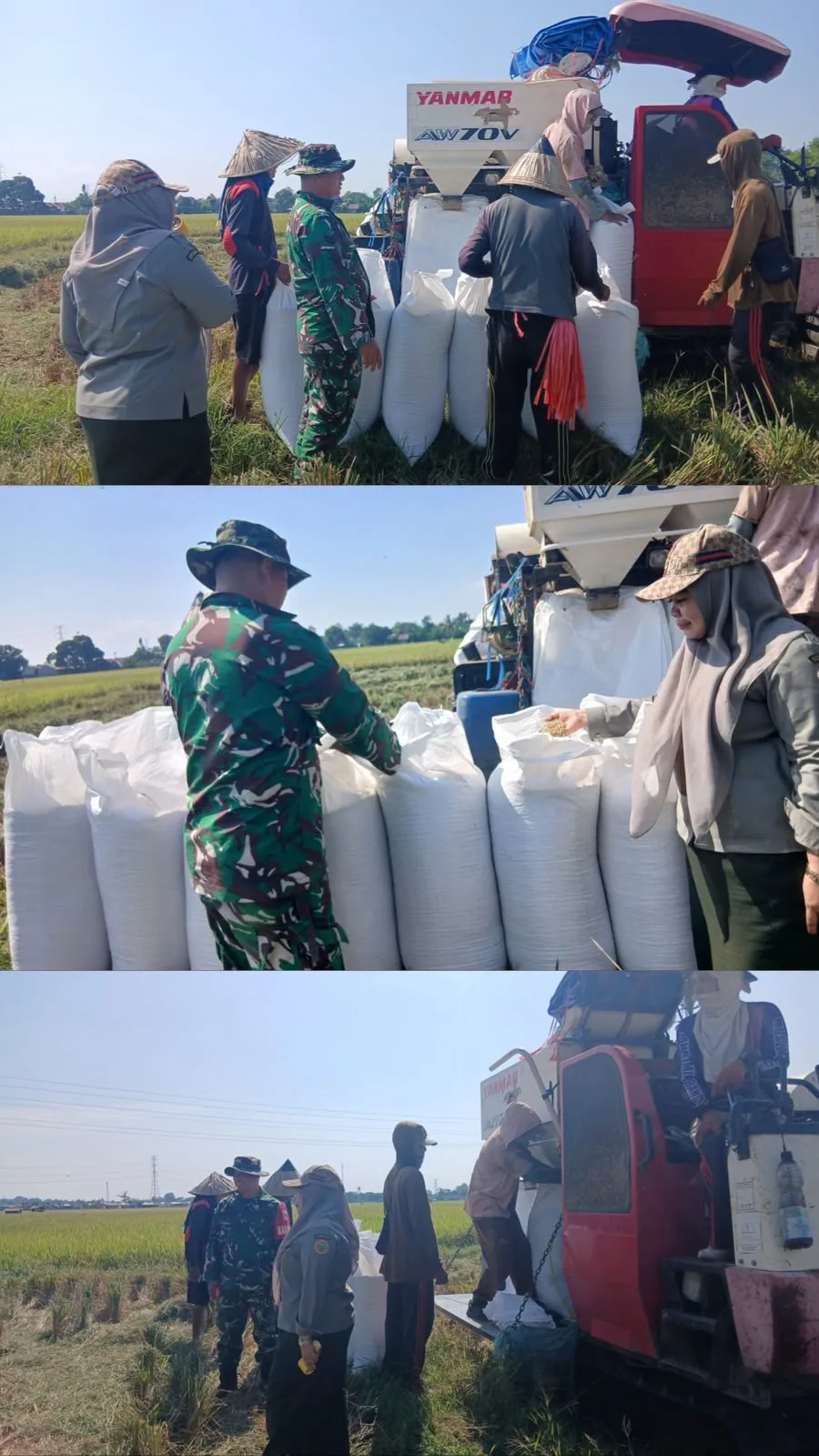 Artikel Sindikasi : Jaga Stabilitas Pangan Daerah, Kodim 1409/Gowa Dampingi Proses Panen Padi Warga Pallangga